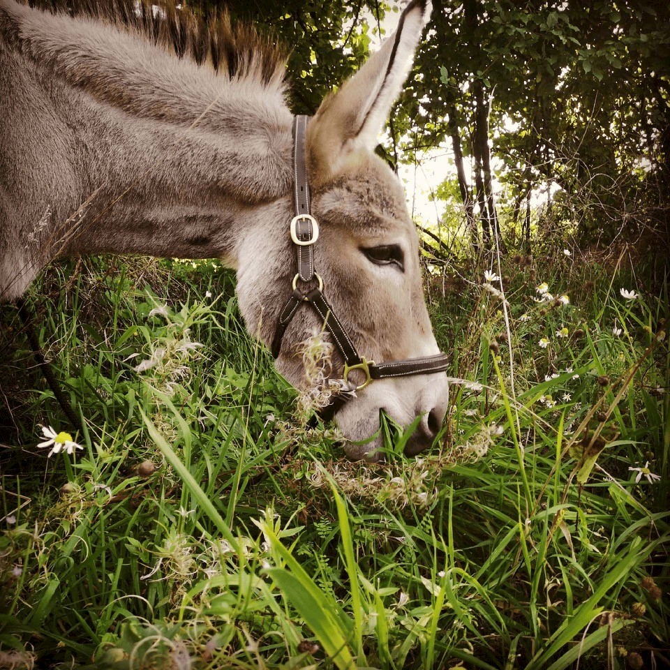 Donkey in the forest
