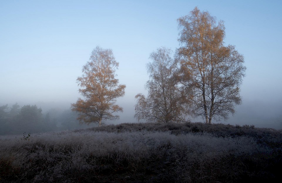 Westrup Heath in the frost